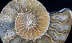 Cleoniceras (Grycia) besairiei COLLIGNON 1949 - Bild © FossNet FossilienStore